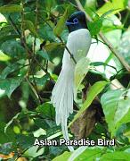 Asian paradise bird